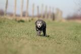 BEDLINGTON TERRIER 196